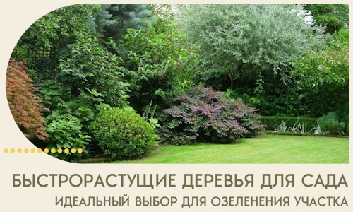 Быстрорастущие деревья для сада идеальный выбор в Белорецке