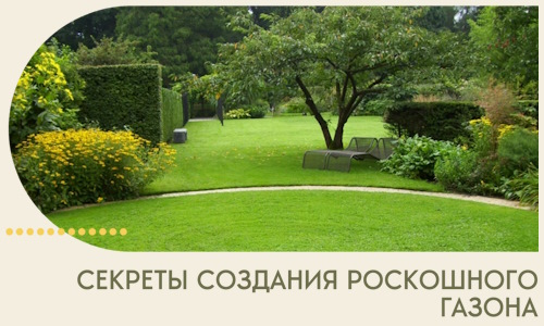 Секреты создания роскошного газона в Белорецке